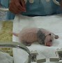 Image result for Giant Panda Baby