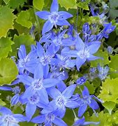 Image result for Campanula Dicksons Gold