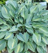 Image result for Hosta Stand By Me