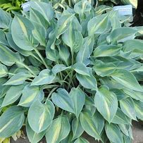 Image result for Hosta Stand By Me