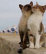 Image result for Walking Cute Couple Cat