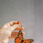 Image result for Butterfly Keychain Natural History Museum