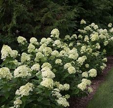 Hydrangea paniculata Little Lime に対する画像結果