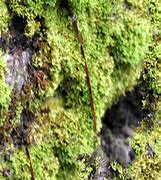 Image result for Black Rock Moss