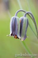 Image result for Fritillaria elwesii