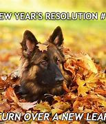 Image result for New Year's Pet Memes