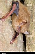 Image result for Eastern Pipistrelle Bat