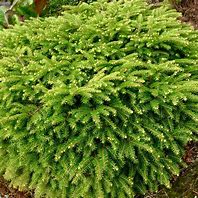 Image result for Picea abies Nidiformis