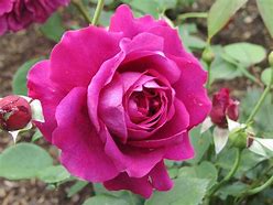 Image result for New Zealand Rose
