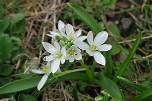 Image result for Ornithogalum balansae