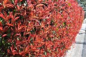 Image result for Photinia fraseri Carré Rouge