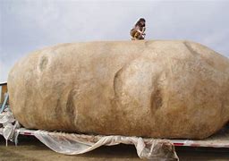 Image result for World Biggest Potatoe