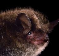 Image result for Litten Bat