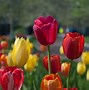Image result for Gold and Black Background with Red Flowers