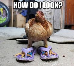 Image result for Old Funny Chicken