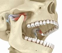 Image result for Lower Jawbone