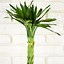 Image result for Unique Indoor Plants