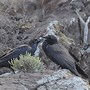 Image result for cuervo