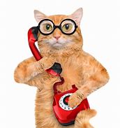 Image result for Hilarious Images of Talking On Phone