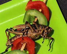 Image result for Bugs as Food