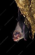 Image result for Bumblebee Bat Adult