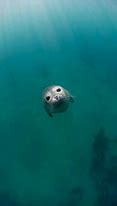 Image result for Cutest Animal On Earth