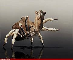 Image result for Camel Spider Funny