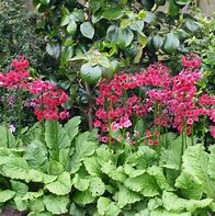 Image result for Primula japonica Millers Crimson
