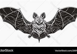 Image result for Realistic Bat Wings Drawing