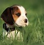 Image result for Types of Dog Baby