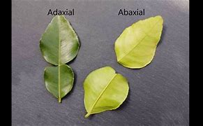Image result for abavial