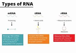 Image result for Messenger RNA