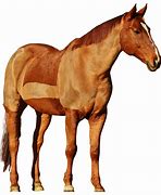 Image result for Horse Roundup Transparent