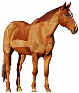 Image result for Horse Transparent Flesh Body