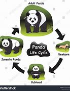 Image result for Giant Panda Life Cycle