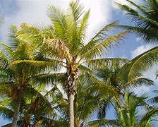 Image result for Palm Tree iPhone Case