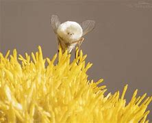 Image result for Cute Bee Fly