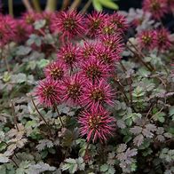 Image result for Acaena microphylla Braune Feder