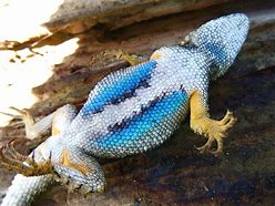 Image result for Blue Belly Lizard