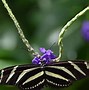 Image result for Scorpion Butterfly