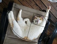Image result for Golden Ratio Animals