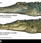 Image result for Saltwater Crocodile vs Alligator