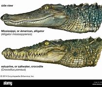 Image result for American Crocodile vs Alligator