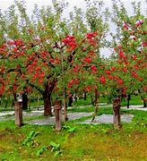 Image result for Fuji Apple Tree