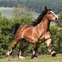 Image result for European Horse Breeds
