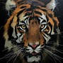 Image result for Cool Tiger Head Drawings