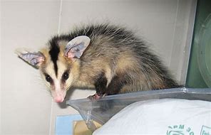 Image result for Opossum Hands