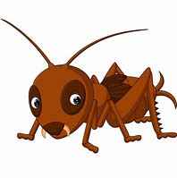 Image result for Cricket Animal Cartoon