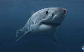 Image result for Shark Blood