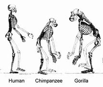Image result for Human-Ape Evolution